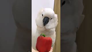 Cockatoo Hilariously Tosses Bell Pepper Offered to Him