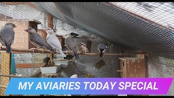 Amazing Java Sparrow Babies, Canaries, Finches and more!
