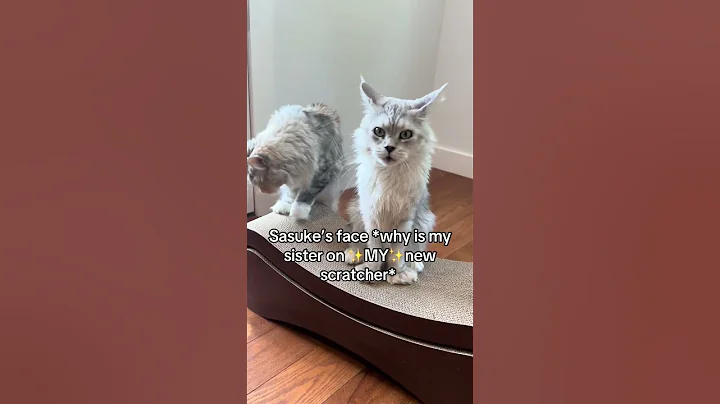 Watch the video about Watch Cats Explore New Items! #mainecoon #kitten #polydactyl