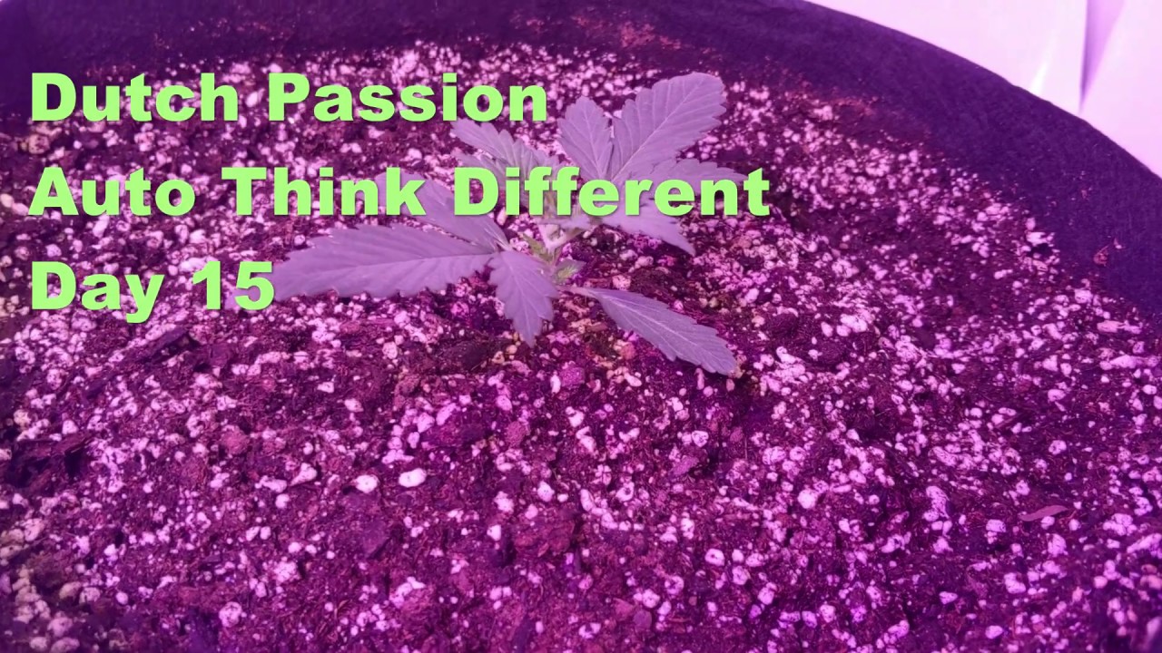 Dutch Passion Auto Think Different - Day 15