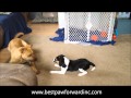 Keegan Dixie - Best Paw Forward Board & Train Keegan Dixie - Best Paw Forward Board & Train