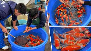 Download lagu How to Choose a Japanese Koi That Will Grow BIG!