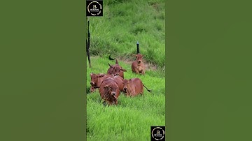 Sapi brahman #sapi #sapimakan #sapijumbo #sapigemuk #cow #sapilucu #sapipedaging