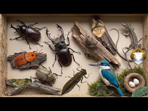Don't Even Think About Touching This‼️The Danger of the Giant Stag Beetle's Mandibles