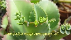 পাথরকুচি পাতার গুনাগুণ বা উপকারিতা || পাথরকুচির গাছের আশ্চর্য গুণাবলী
