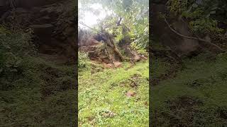 Bosona Cilaalo chilalo Forest