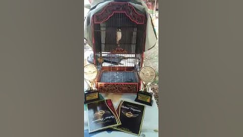 Pentet Barong Roll Speed Tembak Gaya+Voll Sempurna JackyCen