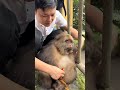 Give Xingxing Carrots #Monkey #Animal #Cute #Funny #Fyp