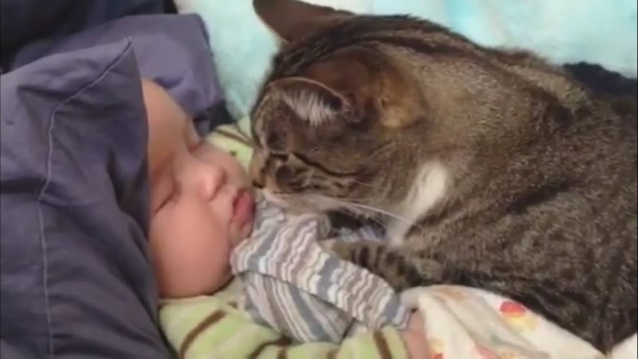 newborn and cats