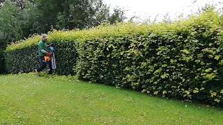 Trimming a Beech Hedge