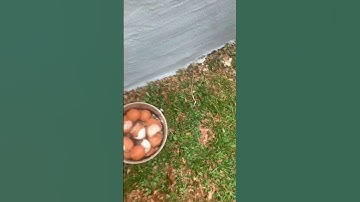 Compost Bin Update - 5 months and 2 weeks (22 weeks)..…#diy #gardenideas #nontoxicproducts