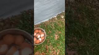 Compost Bin Update - 5 months and 2 weeks (22 weeks)..…#diy #gardenideas #nontoxicproducts