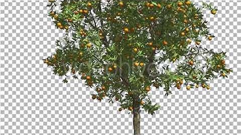 Orange Thin Tree With Fruits Cut of Chroma Key | Motion Graphics - Envato elements