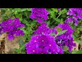 Plant spotlight series verbena perennial highlights of all the plants in my zone 8a garden