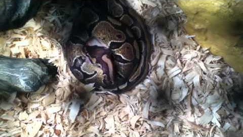 Ball python feeding on semi adult mouse part two the swallow