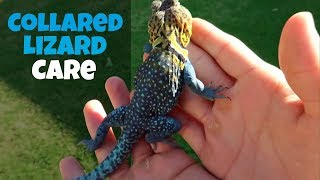 Collared Lizard Care