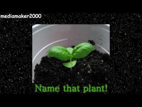 Growing Indoor Organic Vegetables - How To DIY