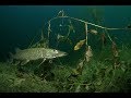 Подводная  Охота Осенью 2018