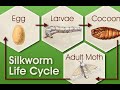Complete Life Cycle of Silkworm| Silk making