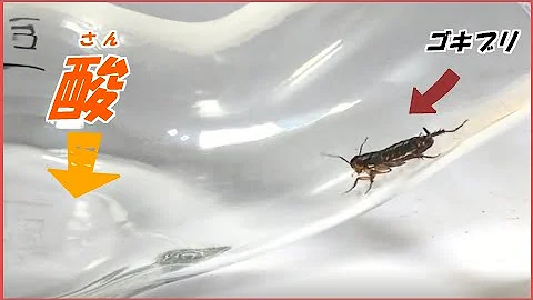 ゴキブリ 塩焼き