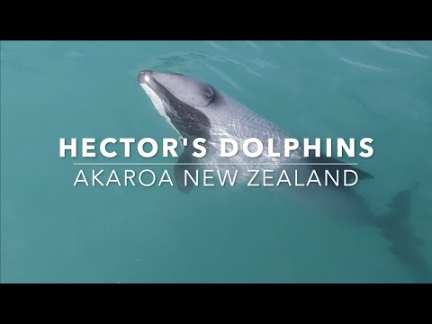 वीडियो: न्यूजीलैंड में डॉल्फ़िन को कहाँ देखें