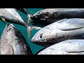 Live streaming of satisfying fish cutting from a seller at the fish market