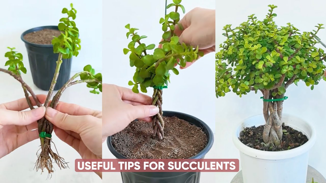 Easy Succulent Care For Beginners Like You! - YouTube