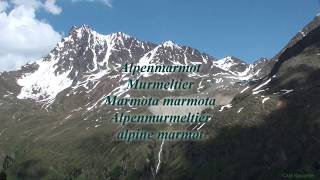 murmeltier spaΓ alpenmarmot murmeltier