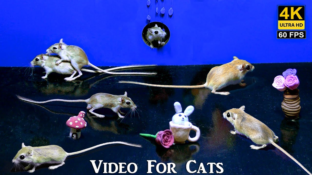 Cat Games Cat TV mouse In & out from holes mice jerry hole hide and