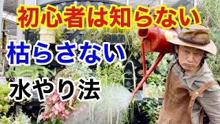 【超重要】たった水やり１つで激変します　　　【カーメン君】【園芸】【ガーデニング】【初心者】