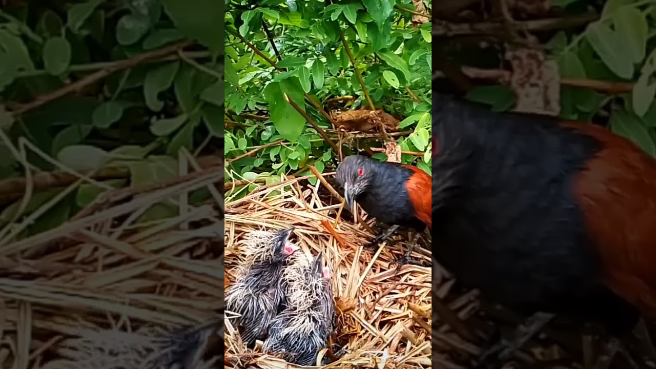 Greater coucal Birds feeding their chicks and taking their droppings outside6