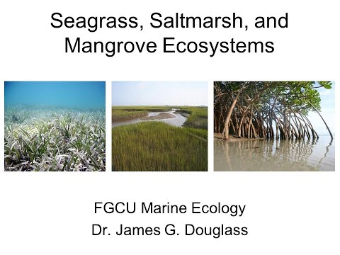 Video: Sea grasses: types and descriptions, characteristics, photos and reviews