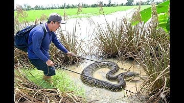 Xiệt lươn đồng vượt 100km đến nơi gặp cảnh này phải hốt hoảng bỏ chạy khi gặp thứ này quá đáng sợ