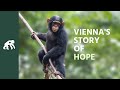 Get to Know Vienna's Tchimpounga Sanctuary Story of Hope
