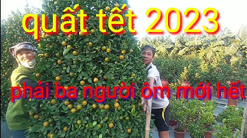 Quất tết 2023, quất tháp hàng khủng, giá bán quất tết 2023 quất tháp liên hệ trực tiếp nhà vườn