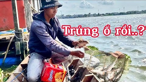 Được bài cám săn cá cóc ăn gì mà giật sao kịp#vuongmientayvlog