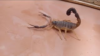 Scorpion 🦂 Video || Amazing Animals | Animal videos