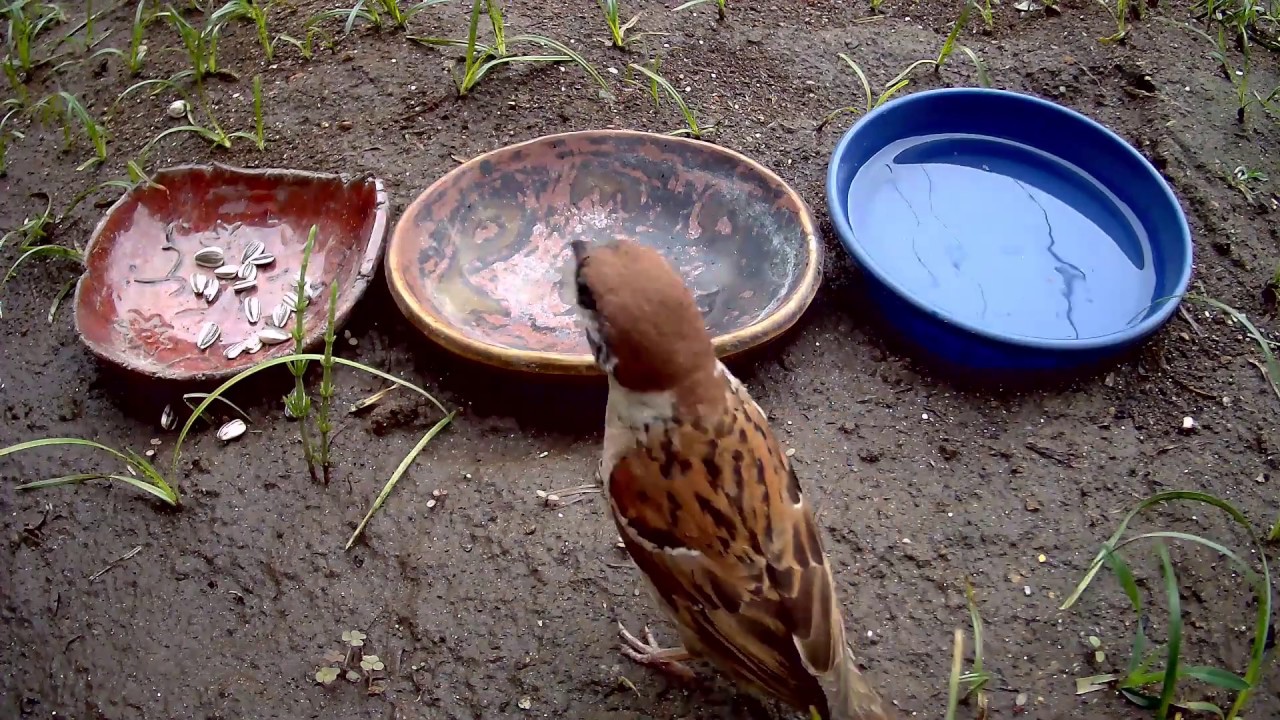 スズメ の 餌 の やり方