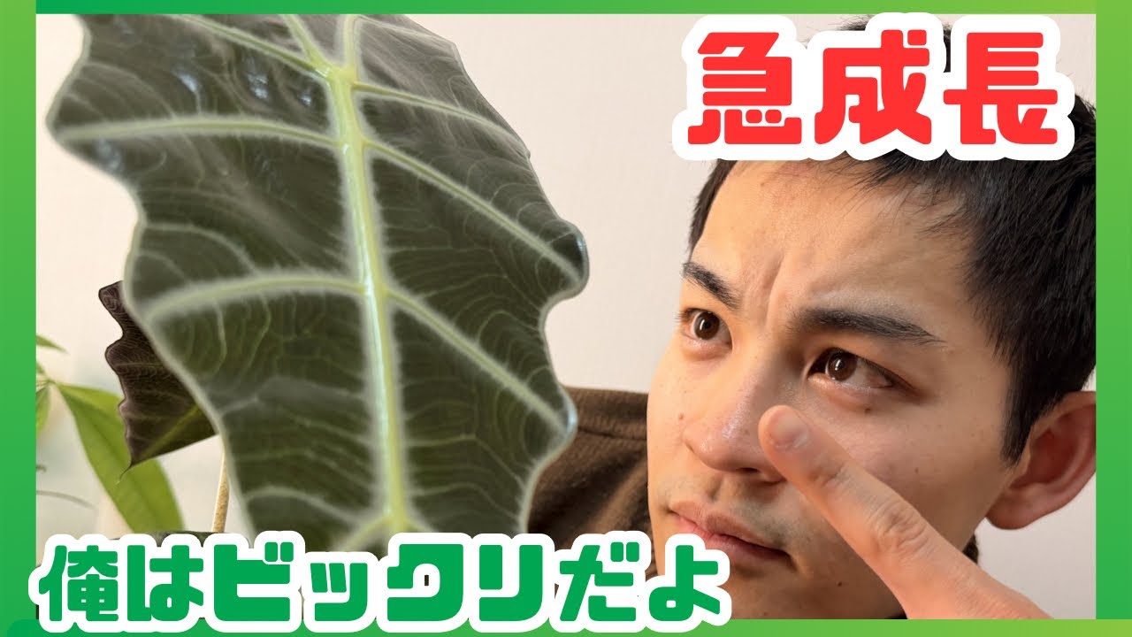 アロカシアアマゾニカ、気づいたら成長しすぎてた【初心者の株分け】