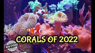 The Hottest Corals Of 2022