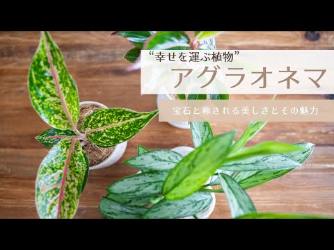 【幸せを運ぶ植物】アグラオネマの魅力と育て方