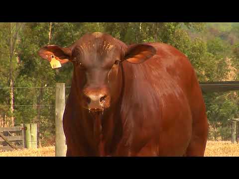 LOTE 69 - BARA 687 - Leilão de Touros Senepol da Barra 2021