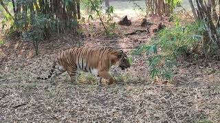 Tiger  at Pune Zoo