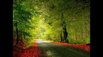 (111)(سورة المسد) بصوت الشيخ ماهر المعيقلي