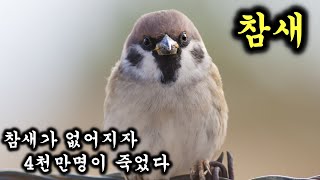 의외로 생태계에서 막대한 영향을 미치는 참새