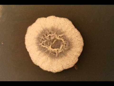 Bacillus subtilis time-lapse (1)