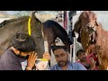 जीतू बना ने क्या किया और सब कैसे hores lover हो 
