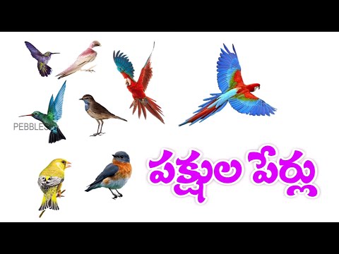 తెలుగులో పక్షుల పేర్లు | పక్షుల పేర్లు | పక్షుల పేర్లను తెలుగులో నేర్చుకోండి