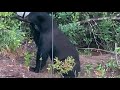 Bear surprises family sitting down to eat dinner in Carolina Forest