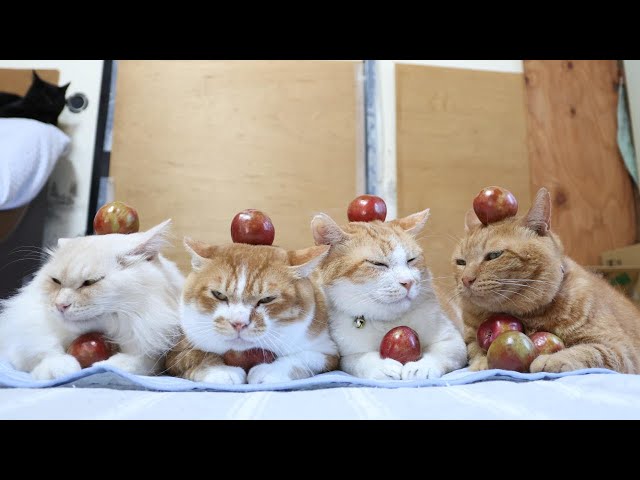 ハニーハート のせ猫 250819 - YouTube